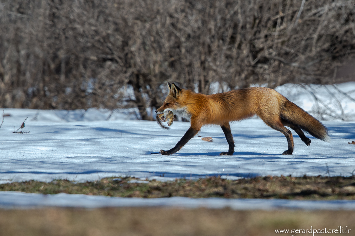 Renard en chasse 2